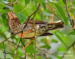 Image result for Zoothera sibirica