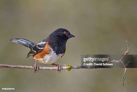 Image result for Pipilo erythrophthalmus