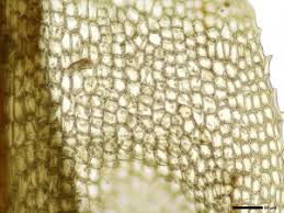 Attēlu rezultāti vaicājumam “Meesia triquetra”