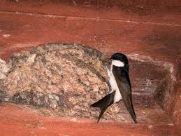 Attēlu rezultāti vaicājumam “Delichon urbicum nest”