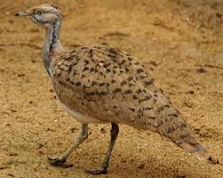 Image result for Chlamydotis macqueenii