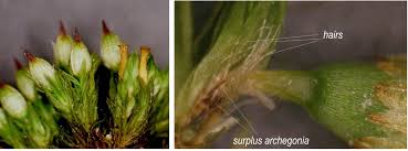 Attēlu rezultāti vaicājumam “Orthotrichum lyellii”