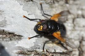 Attēlu rezultāti vaicājumam “Mesembrina meridiana”