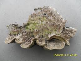 Attēlu rezultāti vaicājumam “Cerrena unicolor”