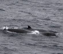 Image result for Hyperoodon ampullatus