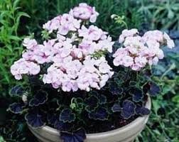 Image result for Alcea rosea `Appleblossom`