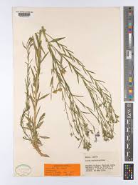 Attēlu rezultāti vaicājumam “Linum usitatissimum leaf”