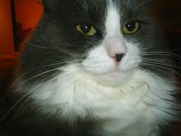 Image result for kitler