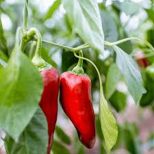 Afbeeldingsresultaat voor long red marconi sweet pepper