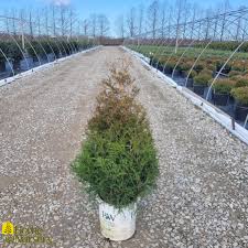 Attēlu rezultāti vaicājumam “Chamaecyparis lawsoniana”