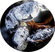 Attēlu rezultāti vaicājumam “Physarum pezizoideum”