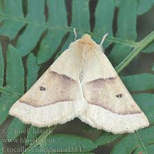 Attēlu rezultāti vaicājumam “Crocallis elinguaria imago”