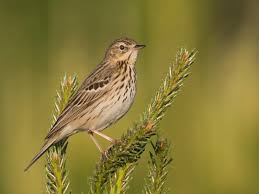 Attēlu rezultāti vaicājumam “Anthus trivialis adult”