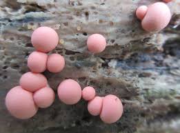 Attēlu rezultāti vaicājumam “Lycogala maculatum”