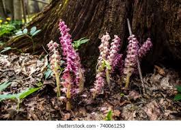 Attēlu rezultāti vaicājumam “Lathraea squamaria flower”