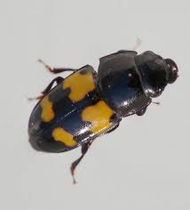 Attēlu rezultāti vaicājumam “Glischrochilus quadripunctatus imago”