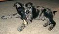 DOG TRICKS, TIPS AND INSIGHTS, Our Past Dogs of the Month ...