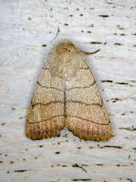 Attēlu rezultāti vaicājumam “Charanyca trigrammica”