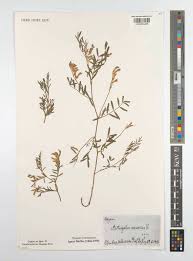 Attēlu rezultāti vaicājumam “Astragalus arenarius”