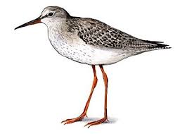 Attēlu rezultāti vaicājumam “Tringa totanus”