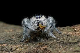 Attēlu rezultāti vaicājumam “Evarcha falcata male”