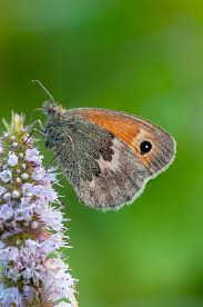 Attēlu rezultāti vaicājumam “Coenonympha pamphilus upperside”