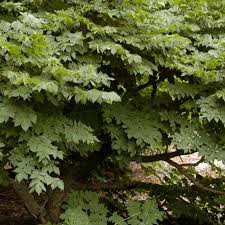 Attēlu rezultāti vaicājumam “Gymnocladus dioicus leaf”
