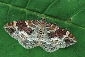 Attēlu rezultāti vaicājumam “Xanthorhoe spadicearia”