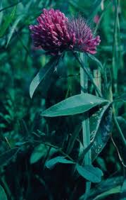 Attēlu rezultāti vaicājumam “Trifolium spadiceum fruit”