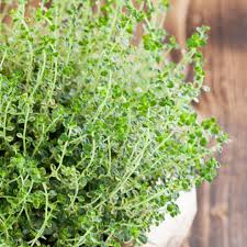 Image result for Thymian
