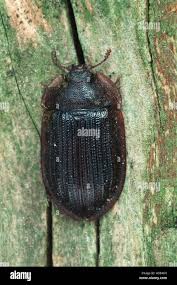 Attēlu rezultāti vaicājumam “Ostoma ferruginea”