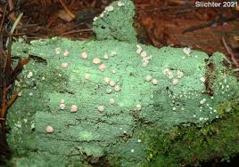 Attēlu rezultāti vaicājumam “Icmadophila ericetorum”