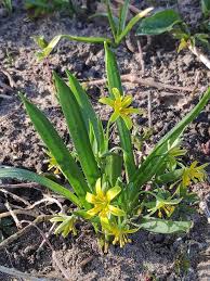 Attēlu rezultāti vaicājumam “Gagea lutea leaf”