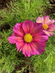 Image result for Cosmos bipinnatus