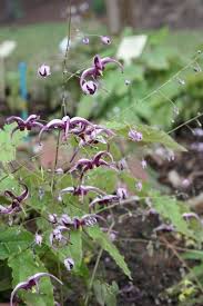 Attēlu rezultāti vaicājumam “Epimedium alpinum”