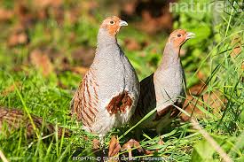 Attēlu rezultāti vaicājumam “Perdix perdix”