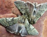 Attēlu rezultāti vaicājumam “Achlya flavicornis”