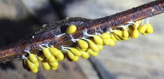 Attēlu rezultāti vaicājumam “Physarum rubiginosum macro”