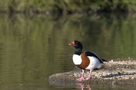 Attēlu rezultāti vaicājumam “Tadorna tadorna male”