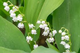 Attēlu rezultāti vaicājumam “Convallaria majalis bud”