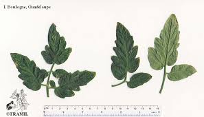 Attēlu rezultāti vaicājumam “Lycopersicon esculentum leaf”