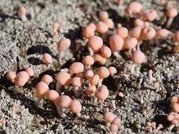 Attēlu rezultāti vaicājumam “Dibaeis baeomyces”