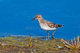 Image result for Calidris minutilla