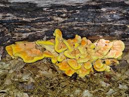 Attēlu rezultāti vaicājumam “Diaperis boleti”