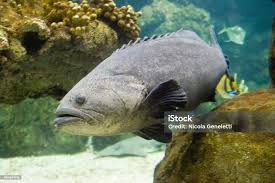 Image result for Epinephelus itajara