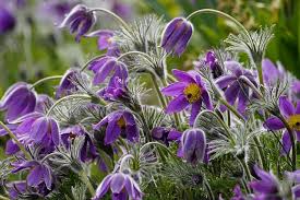 Attēlu rezultāti vaicājumam “Pulsatilla pratensis”