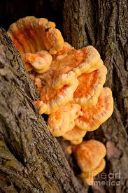 Attēlu rezultāti vaicājumam “Laetiporus sulphureus”