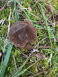 Attēlu rezultāti vaicājumam “Porphyrellus porphyrosporus”