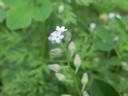 Attēlu rezultāti vaicājumam “Myosotis stricta flower”