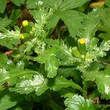 Attēlu rezultāti vaicājumam “Senecio vulgaris”